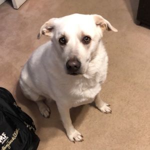 Meet your Posher, Sawyer